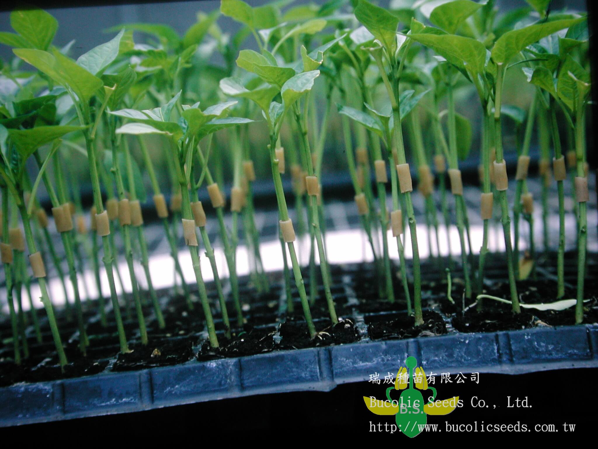 Pepper Root stock A2021 - Pepper Root stock A2021
